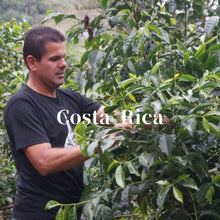 画像をギャラリービューアに読み込む, コスタリカ ラ・リア ピエサン農園2000 カトゥアイ ホワイトハニー