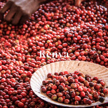 画像をギャラリービューアに読み込む, ケニア カリンドゥンドゥファクトリー サンルージュAA+