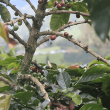 画像をギャラリービューアに読み込む, ケニア カリンドゥンドゥファクトリー サンルージュAA+