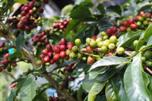 画像をギャラリービューアに読み込む, ビンタンリマのコーヒーの木