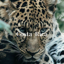 画像をギャラリービューアに読み込む, コスタリカ ジャガーハニー