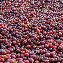 画像をギャラリービューアに読み込む, ブラジル ダテーラ農園のコーヒーチェリー
