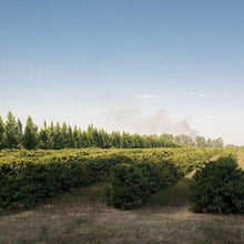 画像をギャラリービューアに読み込む, ブラジル ダテーラ農園のコーヒーツリー