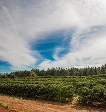 画像をギャラリービューアに読み込む, ブラジル ダテーラ農園のコーヒーツリー