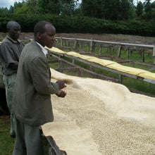 画像をギャラリービューアに読み込む, ケニア マサイAA ウォッシュド