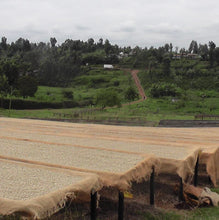 画像をギャラリービューアに読み込む, ケニア マサイAA ウォッシュド