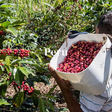 画像をギャラリービューアに読み込む, ペルー エスペランサ&ロメリージョ農園