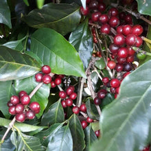 画像をギャラリービューアに読み込む, プレミアムショコラのコーヒーチェリー