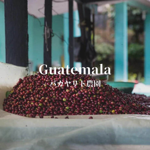 グアテマラ パカヤリト農園 カフェインレス（ディカフェ）
