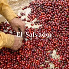 画像をギャラリービューアに読み込む, エルサルバドル パカスファミリア農園のコーヒーチェリー
