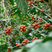 画像をギャラリービューアに読み込む, エルサルバドル パカスファミリア農園のコーヒーの木
