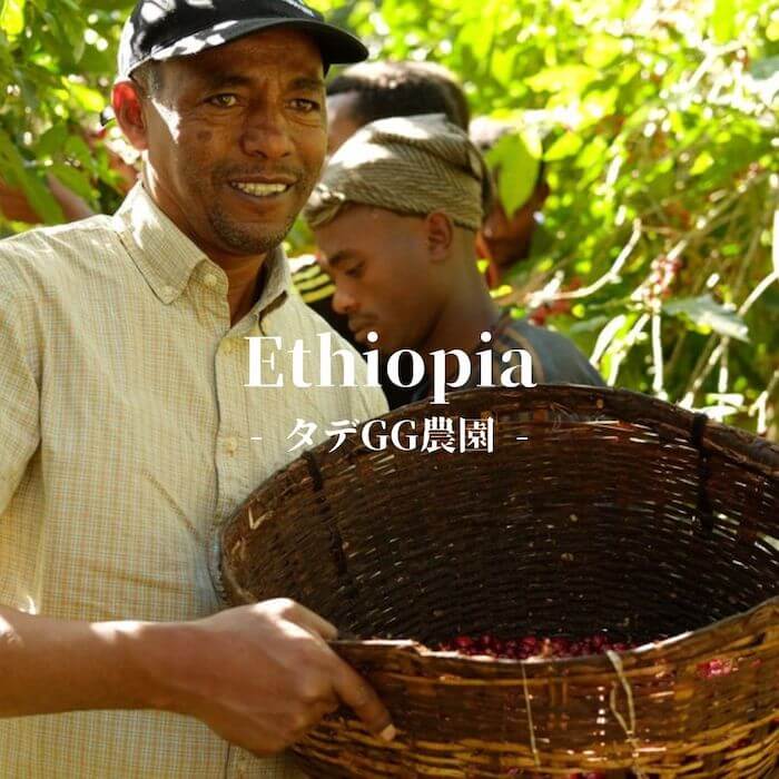 エチオピア グジG1 タデGG農園 ナチュラル