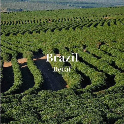 ブラジル プリマベーラ農園