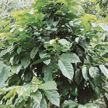 画像をギャラリービューアに読み込む, グアテマラ ウエウエテナンゴ  ウィツマティグ農園のコーヒーの木
