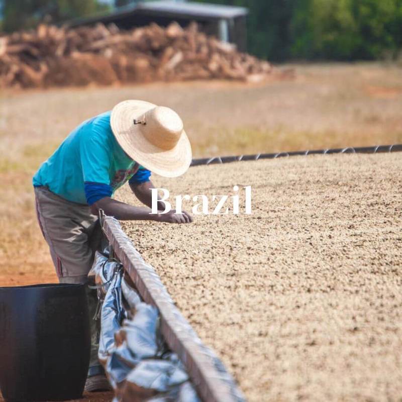 ブラジル ダテーラ農園 サンドライ