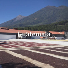 画像をギャラリービューアに読み込む, グアテマラ サン・セバスティアン農園で天日乾燥されているブルボン
