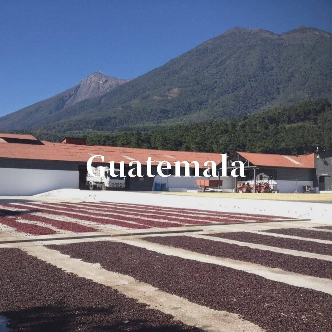 グアテマラ サン・セバスティアン農園で天日乾燥されているブルボン