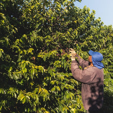画像をギャラリービューアに読み込む, プレミアムショコラのコーヒーチェリー収穫
