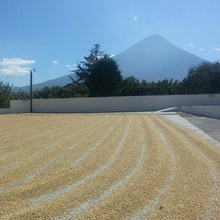 画像をギャラリービューアに読み込む, グアテマラ サン・セバスティアン農園で天日乾燥されているコーヒー豆

